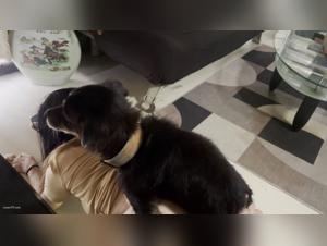 Chien défonce salope pt 4