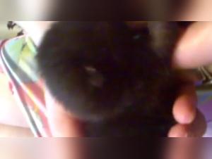 Pushing Boundaries: Artzoo and Bestiality