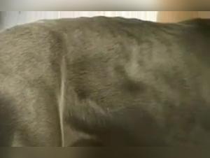 Milly, the slut, gets fucked by her dog
