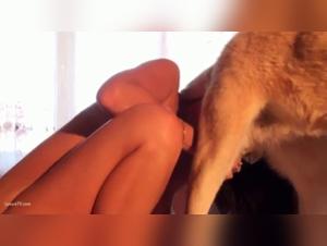 Brunette and dog: a bestiality scene not to be missed