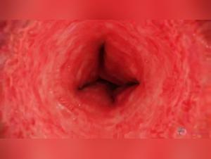 Bestial encounter between a zebra and a lion