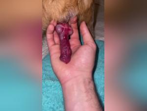 Woman and dog: a shocking zoophilia video