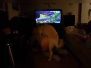 Milly se da al perro, escena XXX intensa