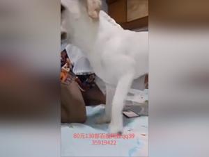 The Most Passionate Bestiality Stories with Women and Dogs