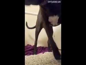 Horse Rides Girl Hard