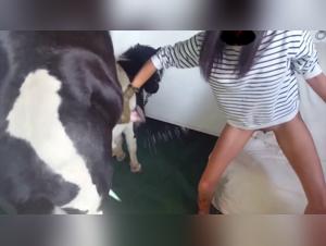 animal sauvage sexe hardcore