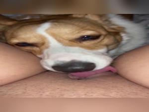 sucking dog cock doggy lick - lurextv