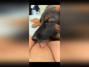 Dog licks the intimacy of his mistress in a zoophilia video