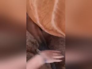 latina stallion love: intense horse sucking