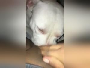 Bestiality Video: Submissive to her Dog