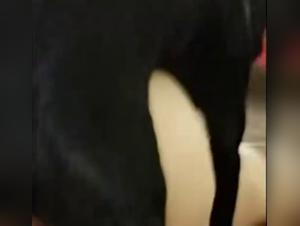 Bestiality with a couple and their dog