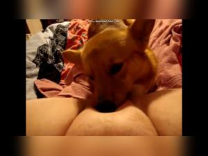 Chubby woman and dog: a shocking bestial encounter