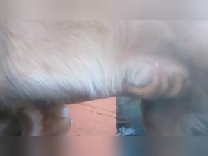 A Slut Submissive Fucks Her Dog in a Scene of Bestial Debauchery