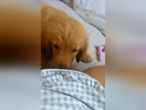 Forbidden meeting: woman and dog