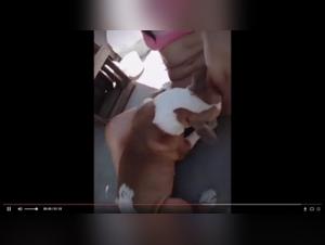 Latin woman and her dog: a zoophilia video not to be missed