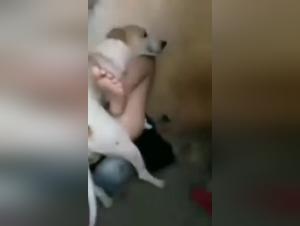 Bestiality Sex Video: A Woman and Her Dog