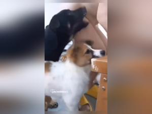 Kennel Lady: A Story of Forbidden Passion