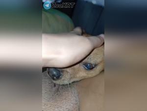 dogsex extreme