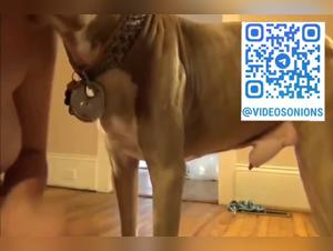 Dog Ramming Ass Deeply
