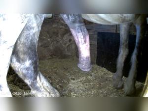 Proud and imposing horse in the stable