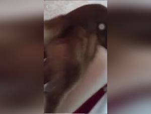 Salope Gets Fucked By Her Dog, Part 1