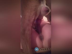 baise canine sauvage : femme dominée