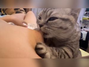 Tikzoo: Blurring Boundaries