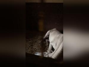 Big Cock Studs: Zoophilia Bestiality Videos