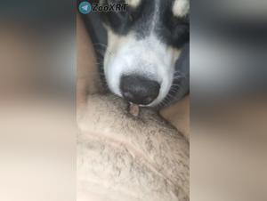  Chien Baise , Lèche Obsédé