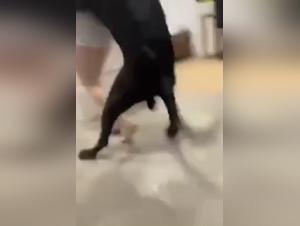 Bestiality Video - An Extreme Experience