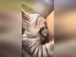 Forbidden Desires: Exploring Dogxxx and Woman