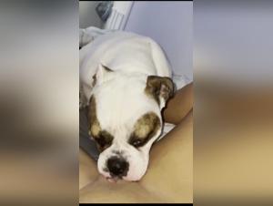 dog lick 4 : dog sex