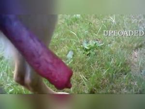 Fille baise chien chambre