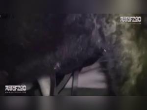 Hündin fickt Dame im Freien