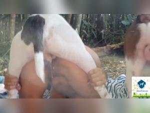 female dogs subjected to bestial acts