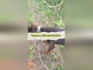 Unleashed Animal Desires