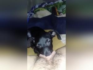 Bestiality: a woman and her dog