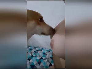 Hunde als Geschlechtspartner : Sucking Dog dick, Dog Fuckin up