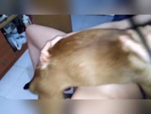 Bestial encounter between a woman and a dog