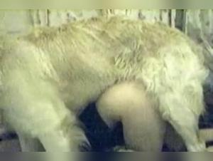 Blonde and dog: a breathtaking zoophilia video