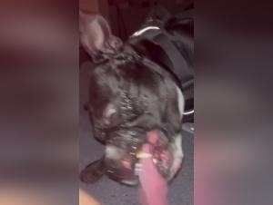 Woman and dog: a beastly and exciting encounter