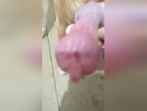 An intense zoophilia experience with a dog