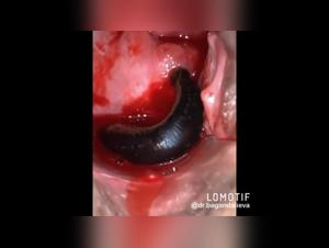 Bestial encounter: woman and dog