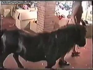 Bestiality Videos - Discover Ecstasy with Animals