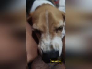 chien léchant salopes