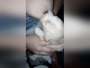 Woman Breastfeeding Puppy - Shocking Bestiality Sex Video