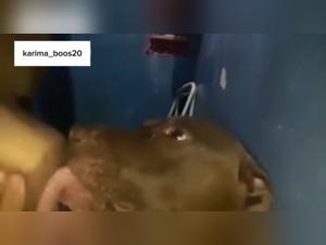 intimacy prohibited woman dog