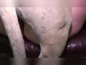 Bestiality Unveiled:  Unveiling the Forbidden