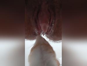 Chien fouet le trou de Trans