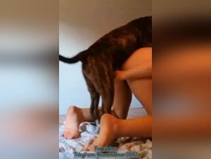 Intimate moments with dogs: hardcore bestiality videos